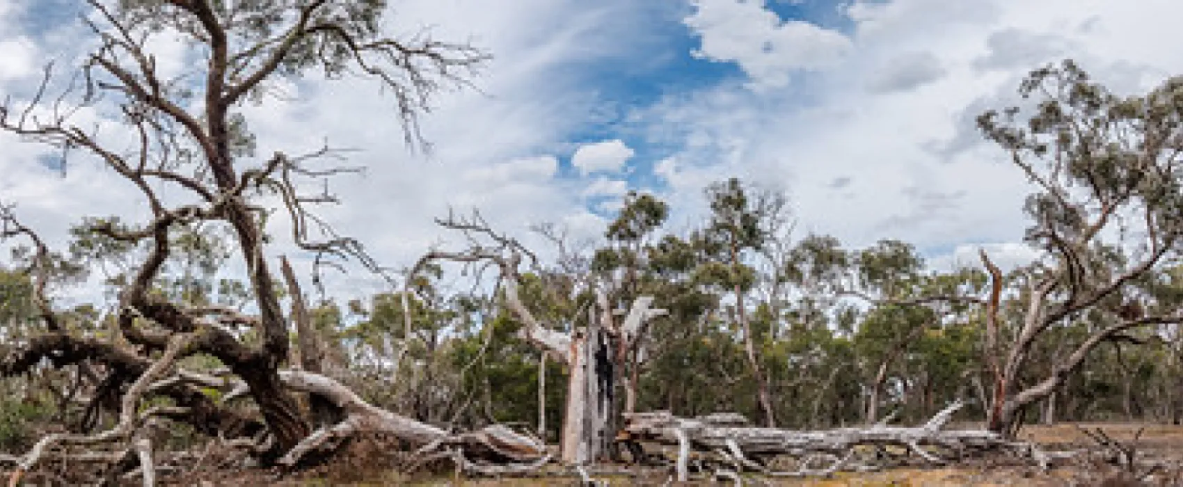 Fridays Campsite Steiglitz Campground
