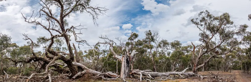 Fridays Campsite Steiglitz Campground