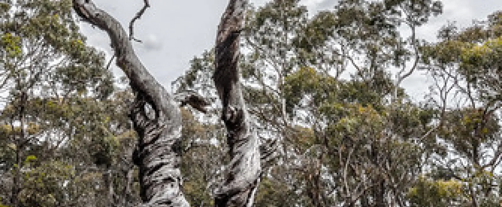 Fridays Campsite Steiglitz Campground