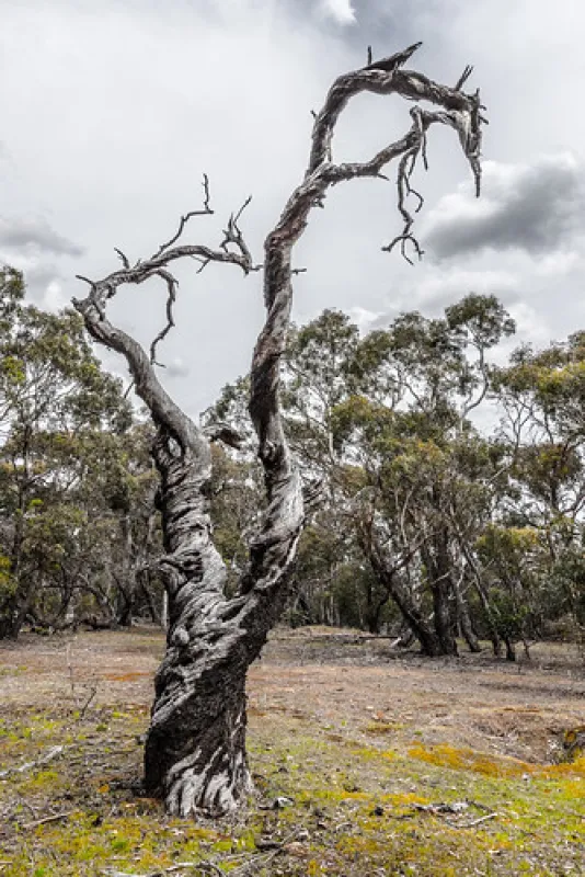 Fridays Campsite Steiglitz Campground