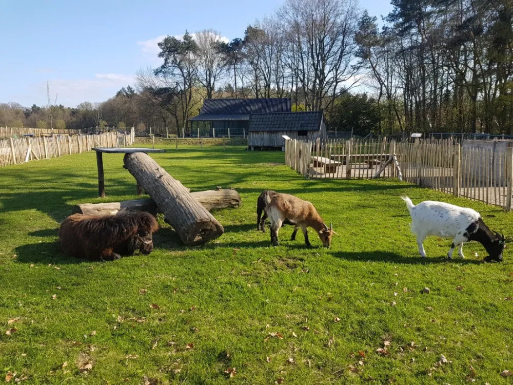 Schoneveld; camping, glamping en vakantiehuisjes