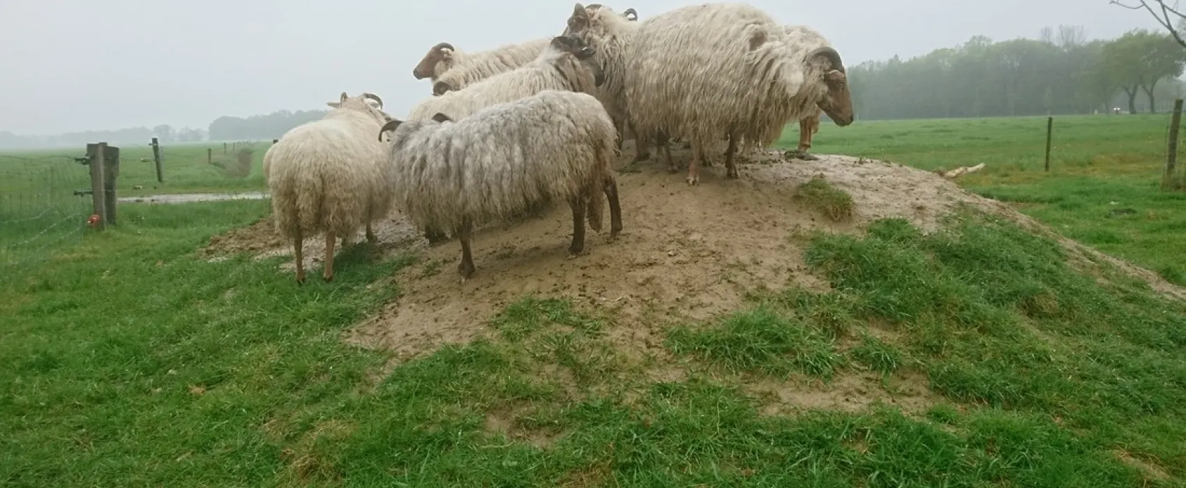 D'Olde Kamp Recreatie