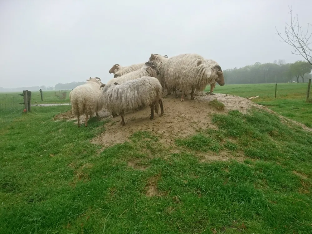 D'Olde Kamp Recreatie