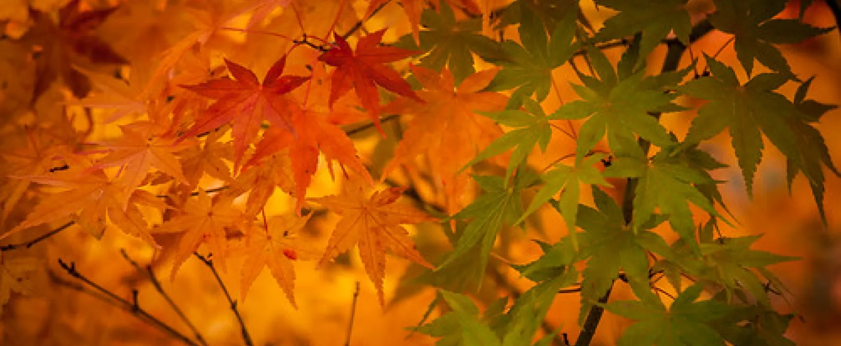 Walhalla North Gardens Campground