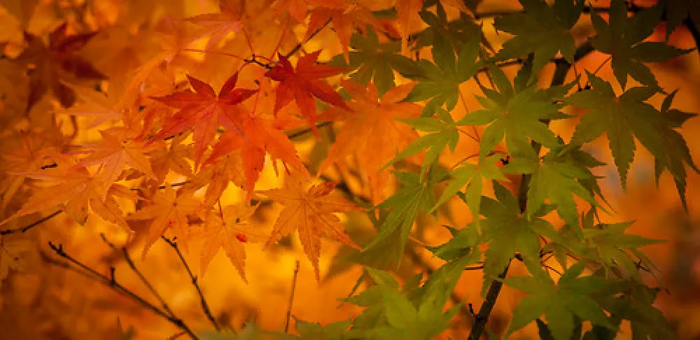 Walhalla North Gardens Campground