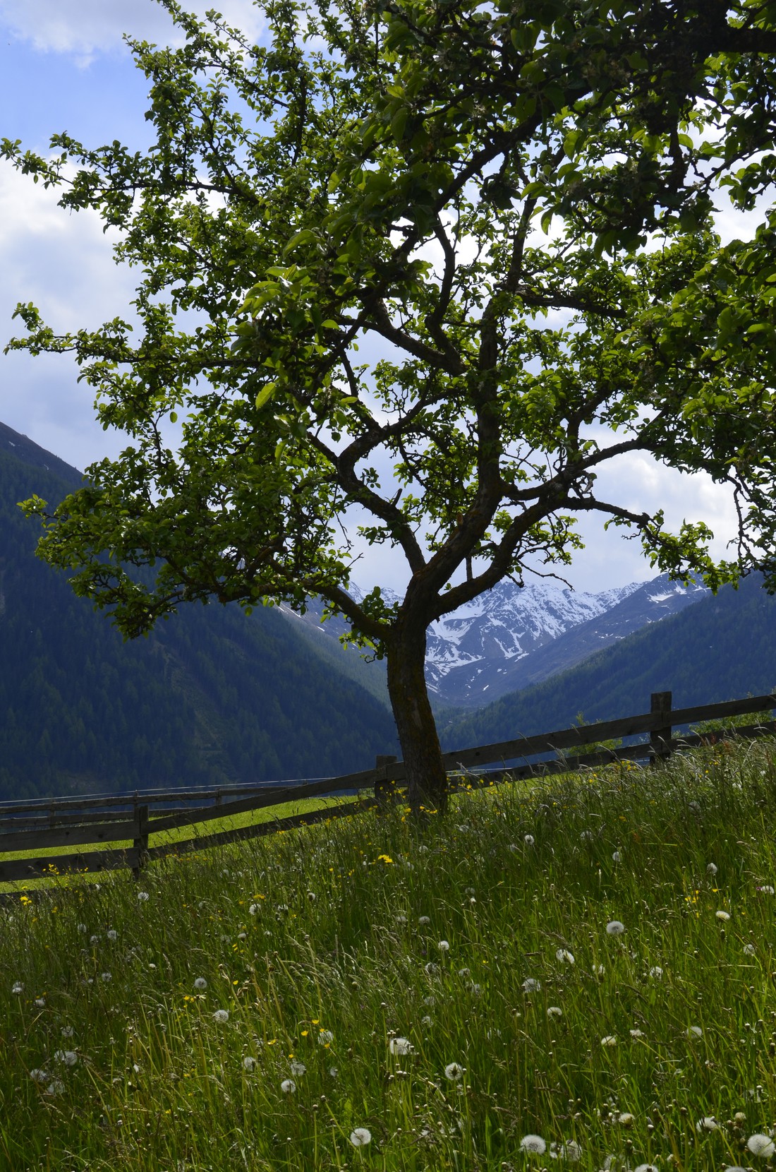 Bergkristall photo 5