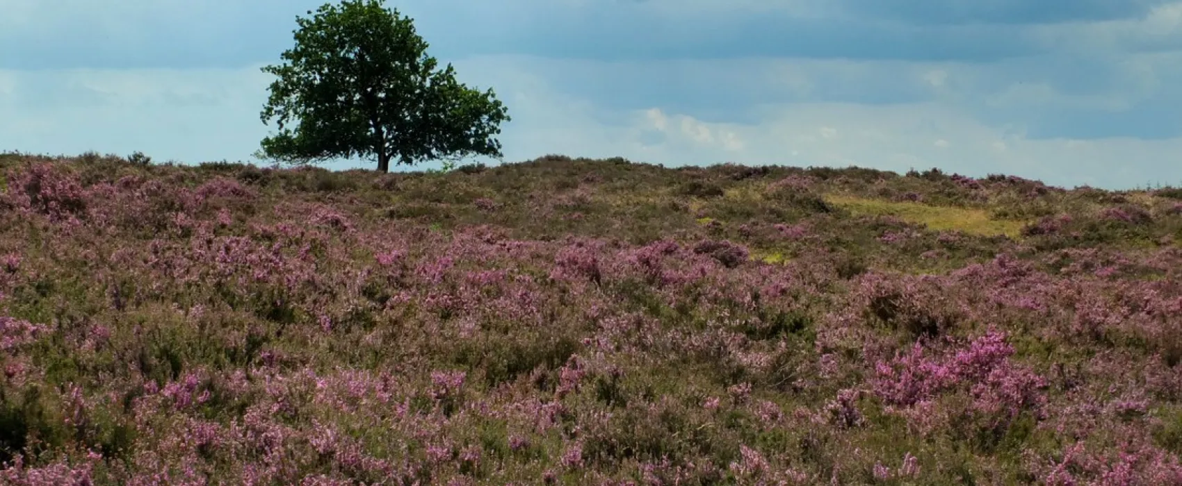 Natuurkampeerterrein De Rietkraag