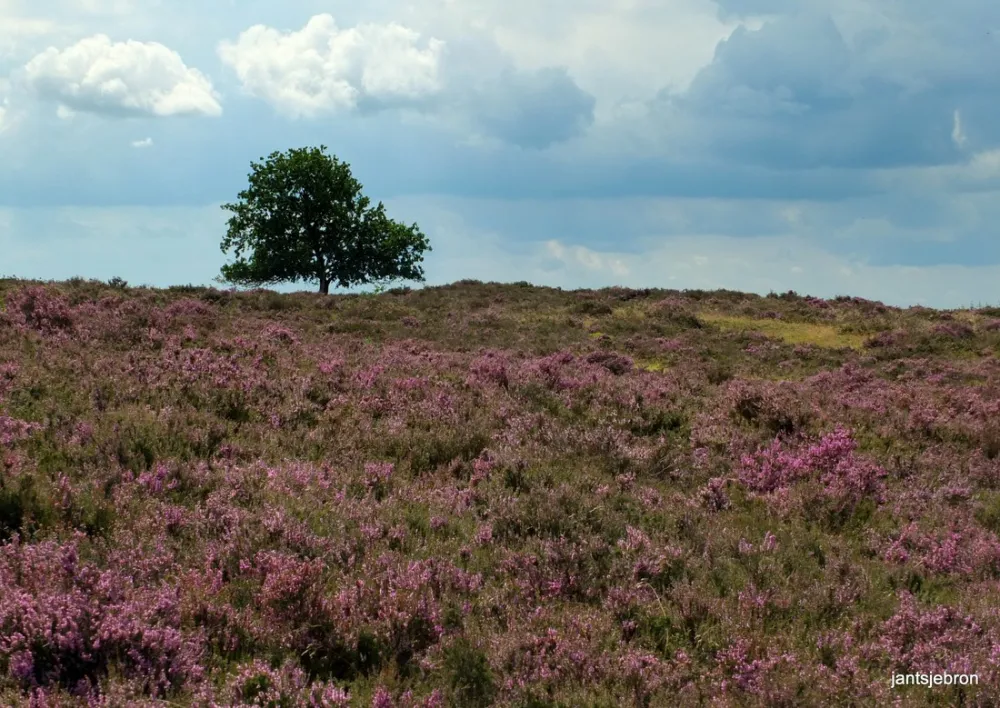 Natuurkampeerterrein De Rietkraag
