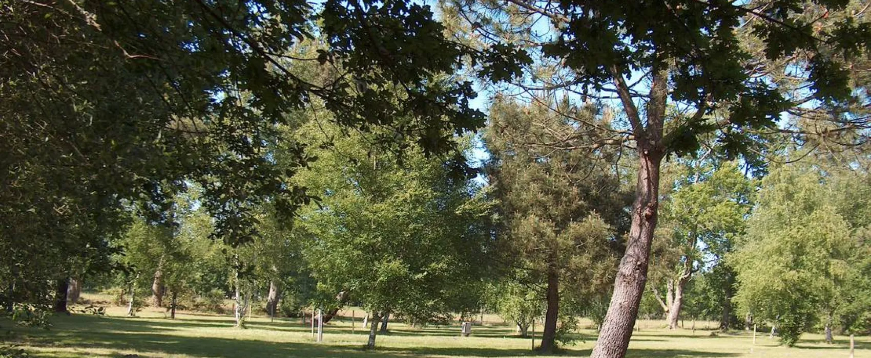 Les Grands Chênes et les Ajoncs