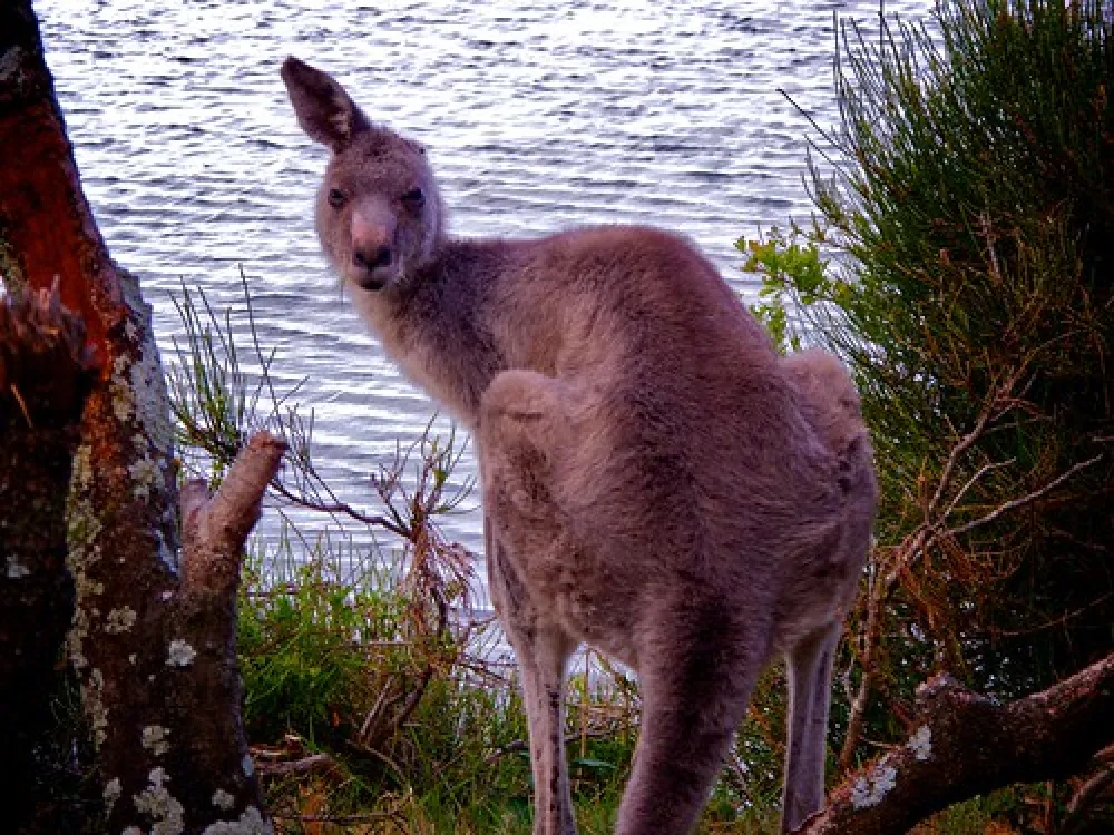 Brou Lake Campground
