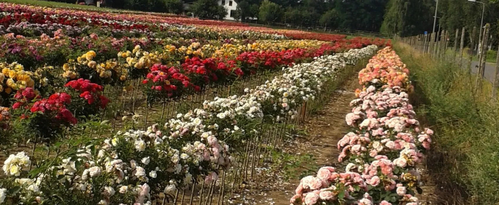 Minicamping De Kuundert hoeve