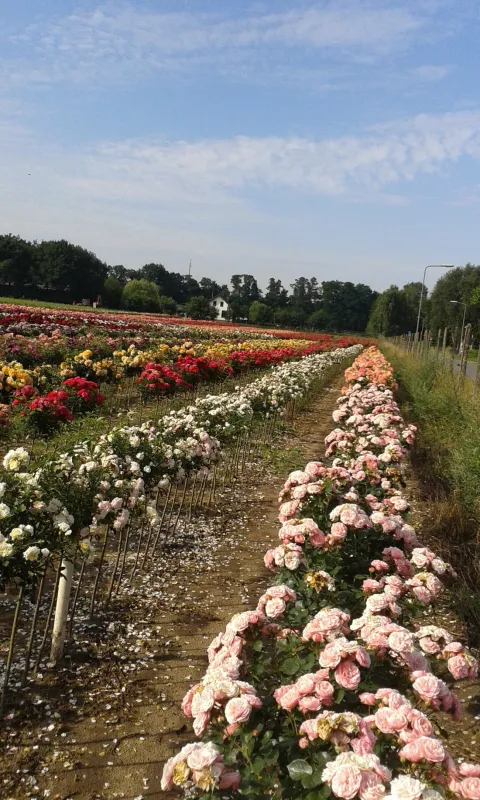 Minicamping De Kuundert hoeve