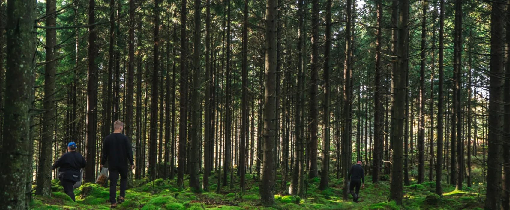 Björkholmens Glamping