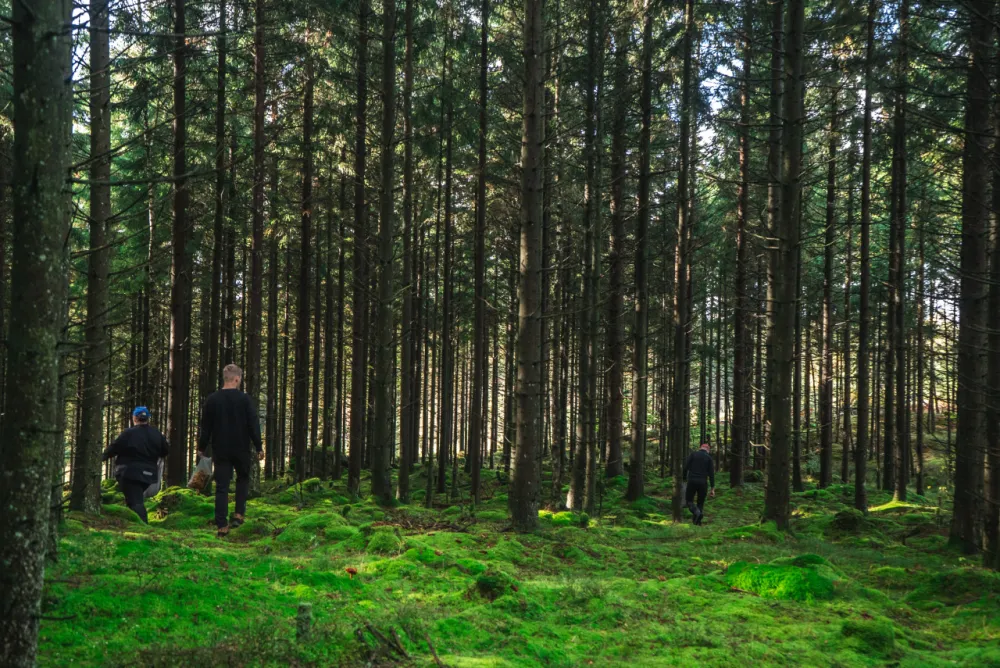 Björkholmens Glamping