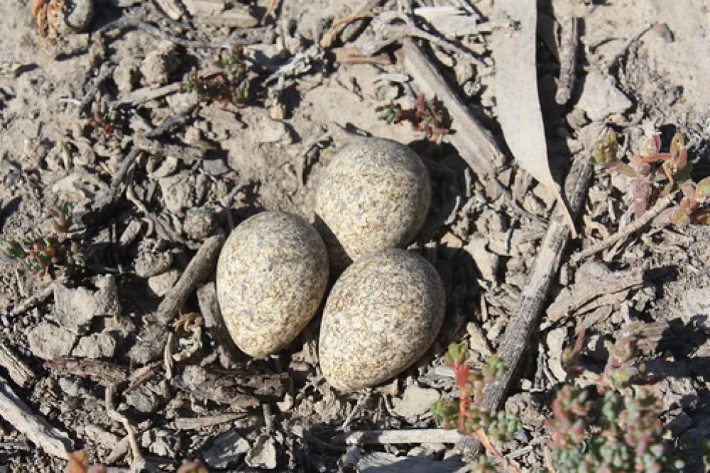 Moorook Game Reserve Campground