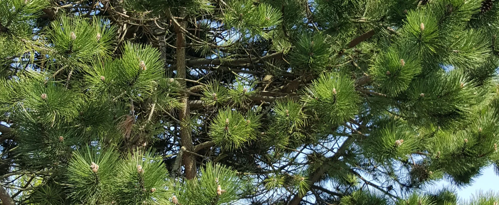 Caravaning Les Cerisiers