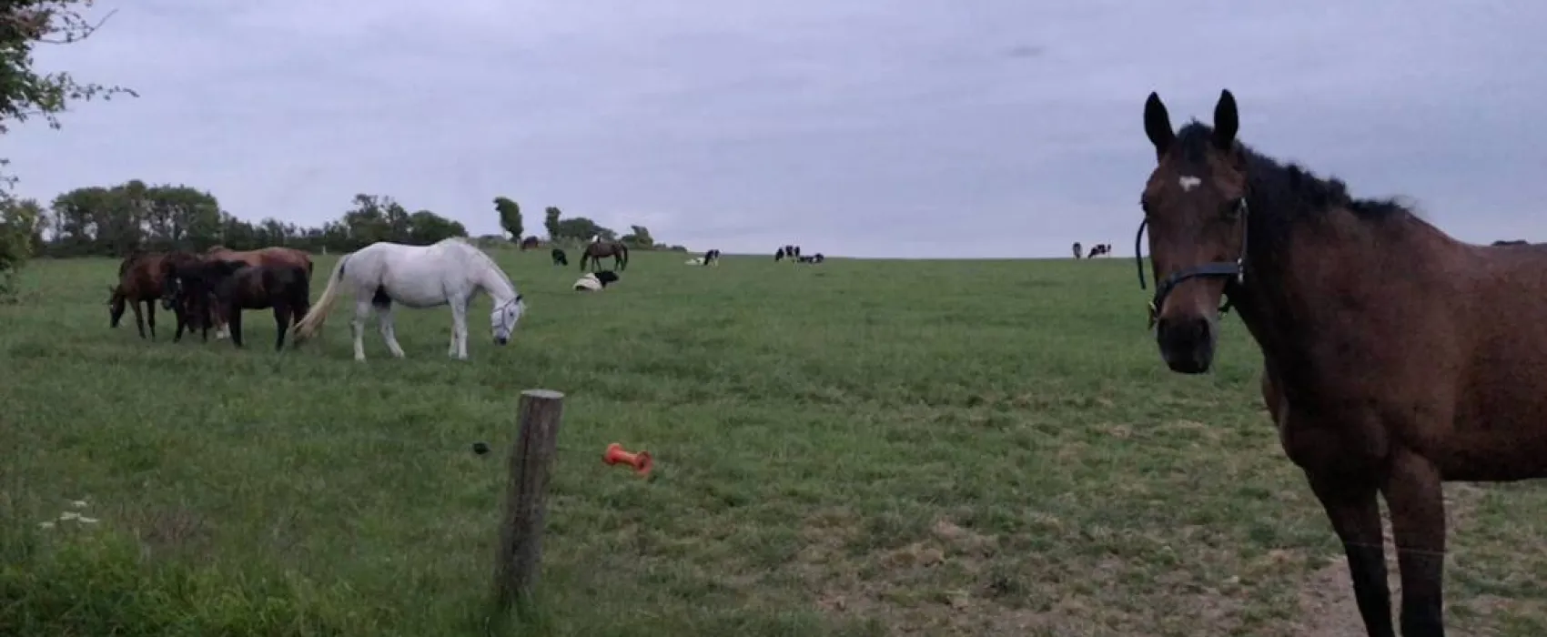 Roches Campsite Clonmines