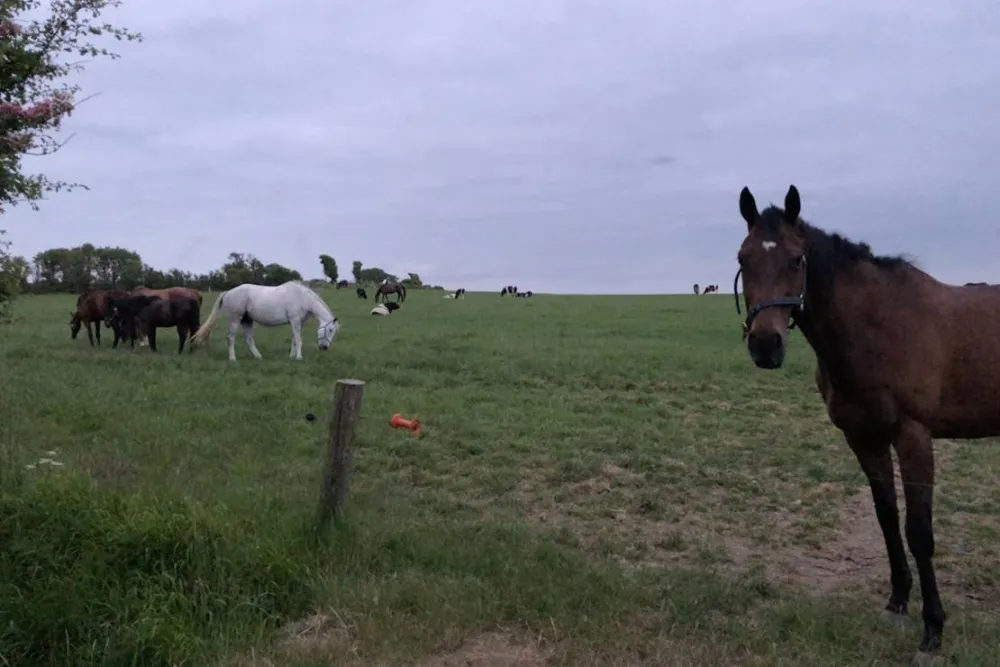 Roches Campsite Clonmines