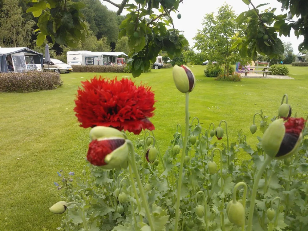 Boerderijcamping De Boergondiër