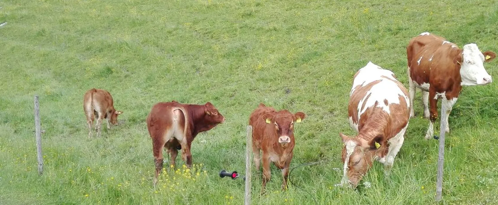 Camping Unterbuchschachner