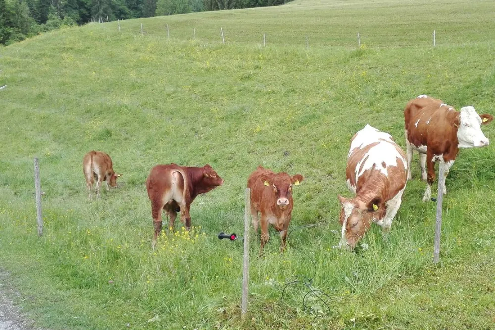 Camping Unterbuchschachner