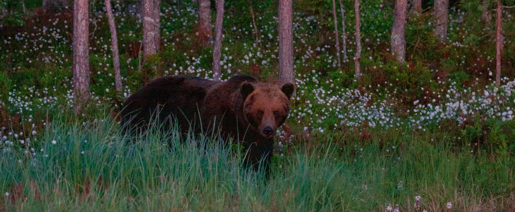 Wildlife Sweden Camp Ängra