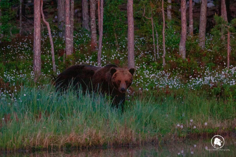 Wildlife Sweden Camp Ängra