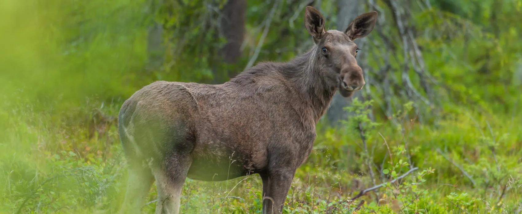 Wildlife Sweden Camp Ängra