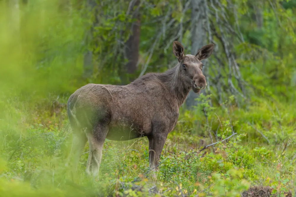 Wildlife Sweden Camp Ängra