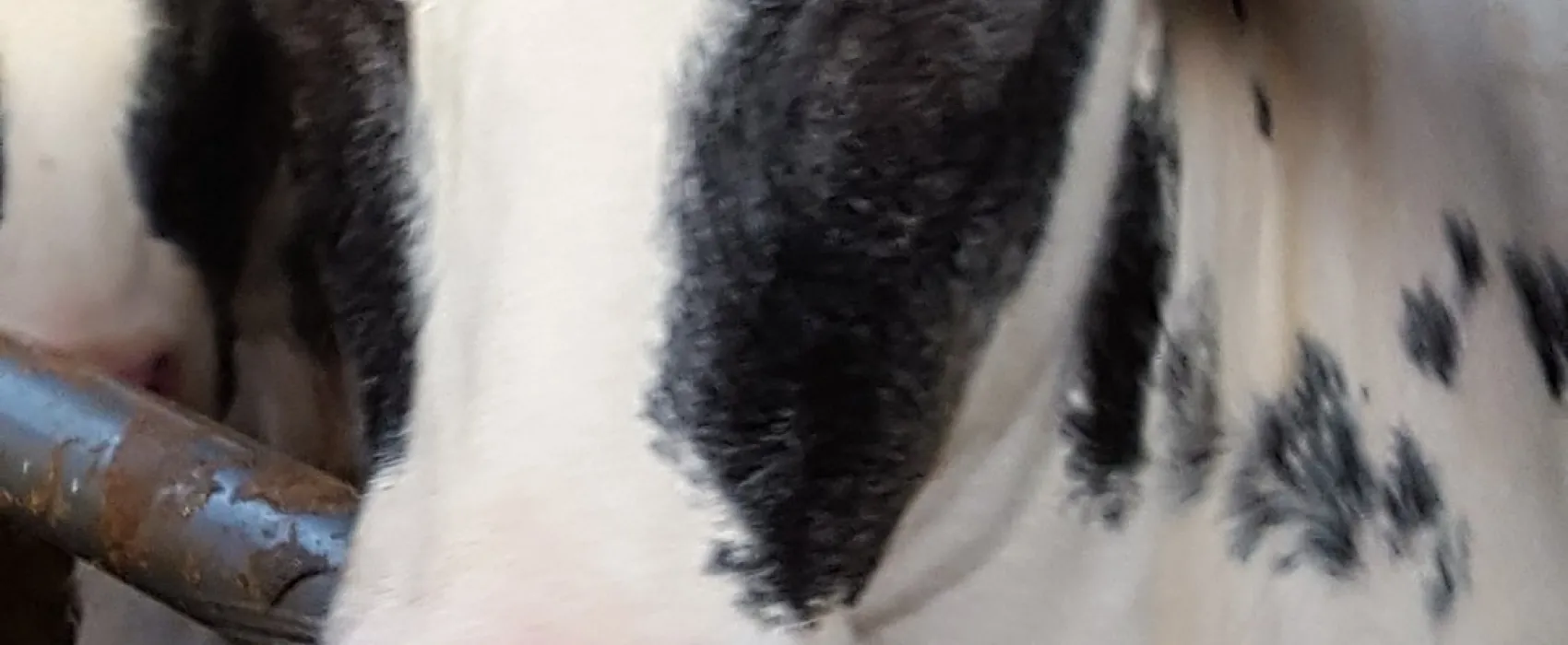 Minicamping De Geelders