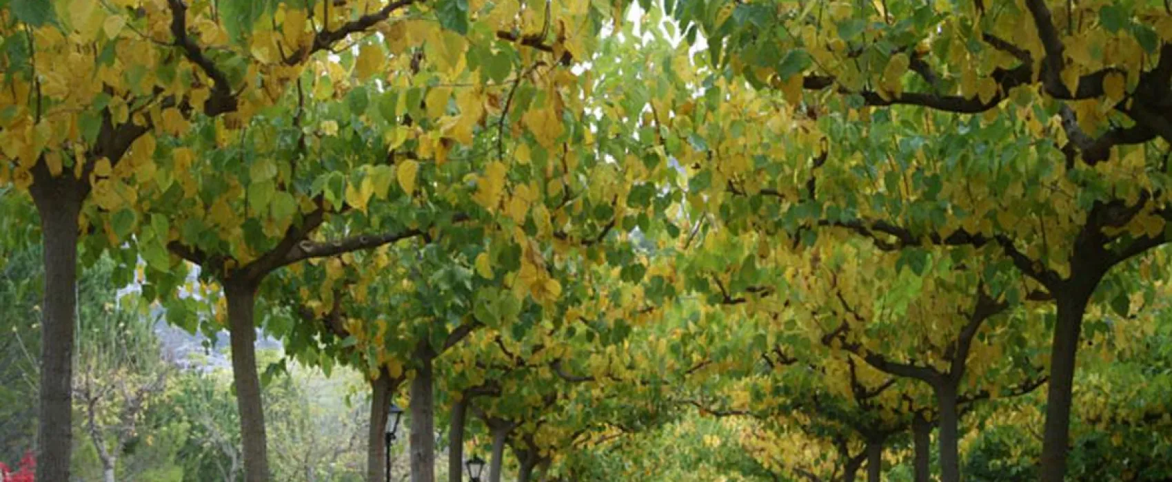 Camping La Tinença-Molí l’Abad