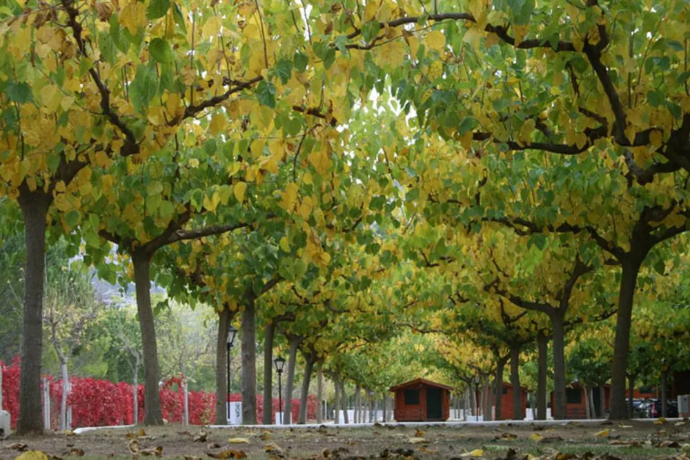 Camping La Tinença-Molí l’Abad