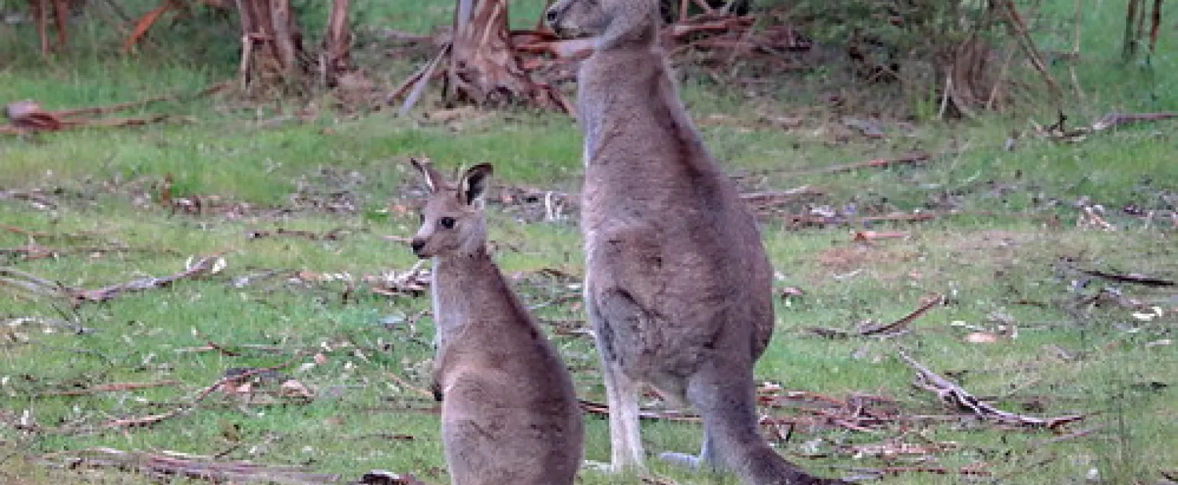 Jimmy Creek Campground