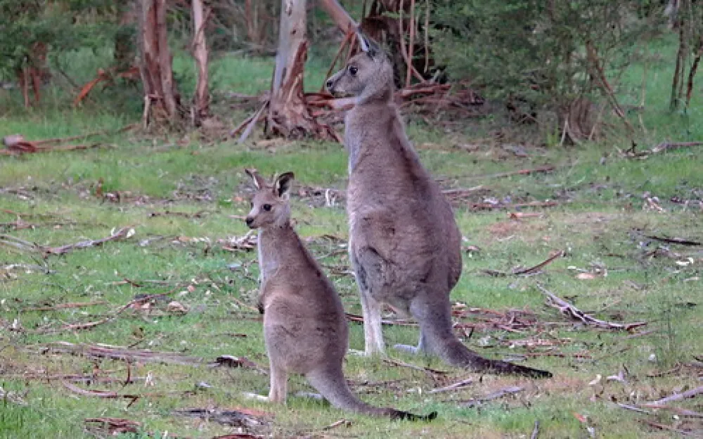 Jimmy Creek Campground