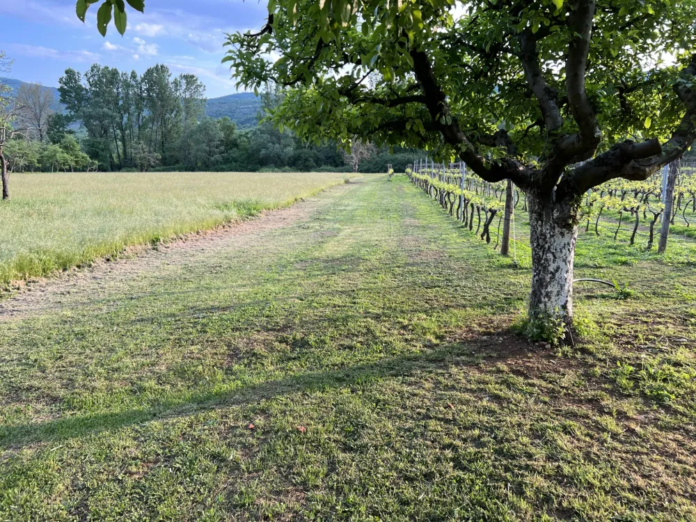 Purple Eye Estate - Camp & Winery (Jokaš)