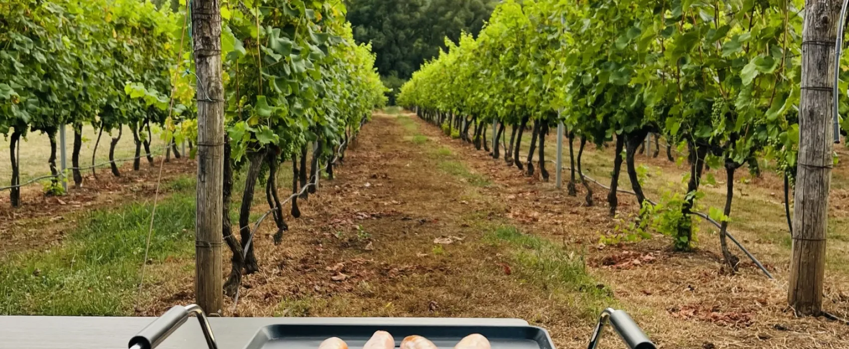 Purple Eye Estate - Camp & Winery (Jokaš)