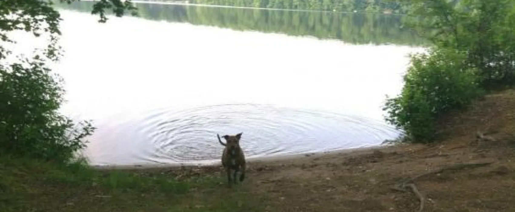 Lake Williams Campground