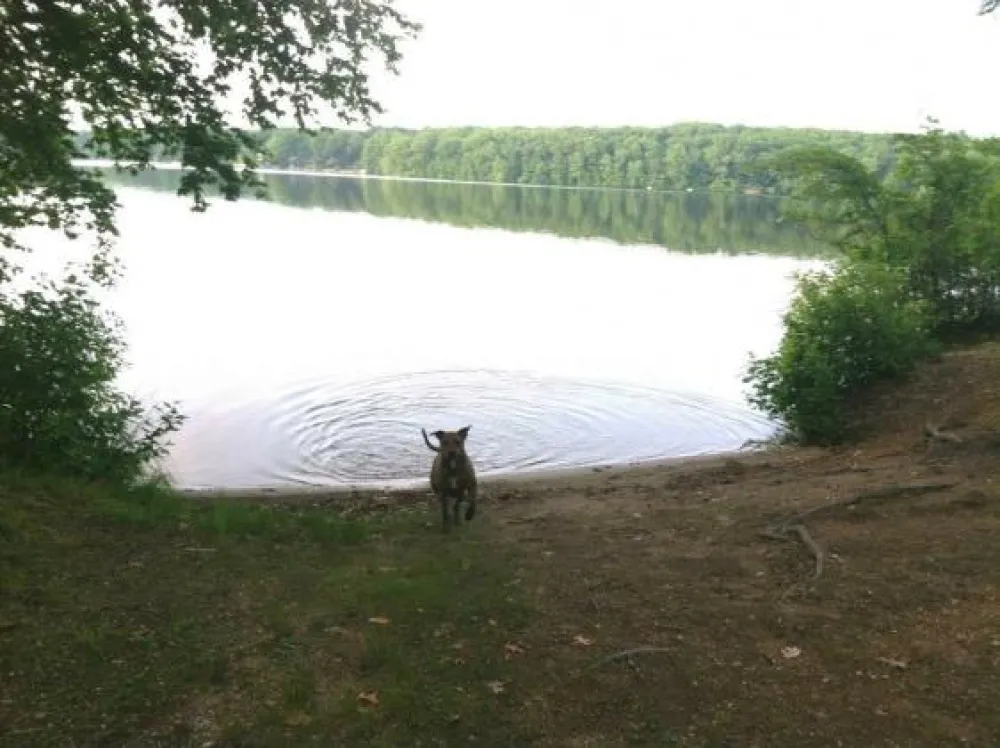 Lake Williams Campground
