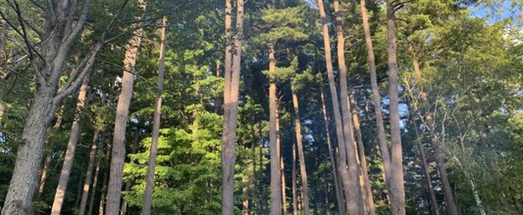 Timber Surf Camping Resort