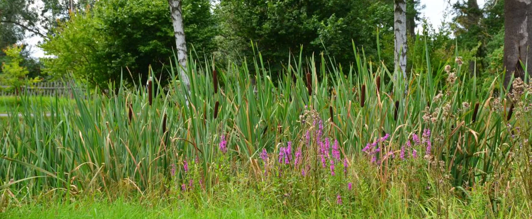 Natur- und Freizeiterlebnis Teichcamp