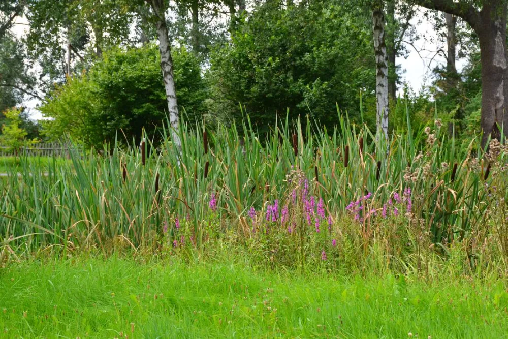 Natur- und Freizeiterlebnis Teichcamp