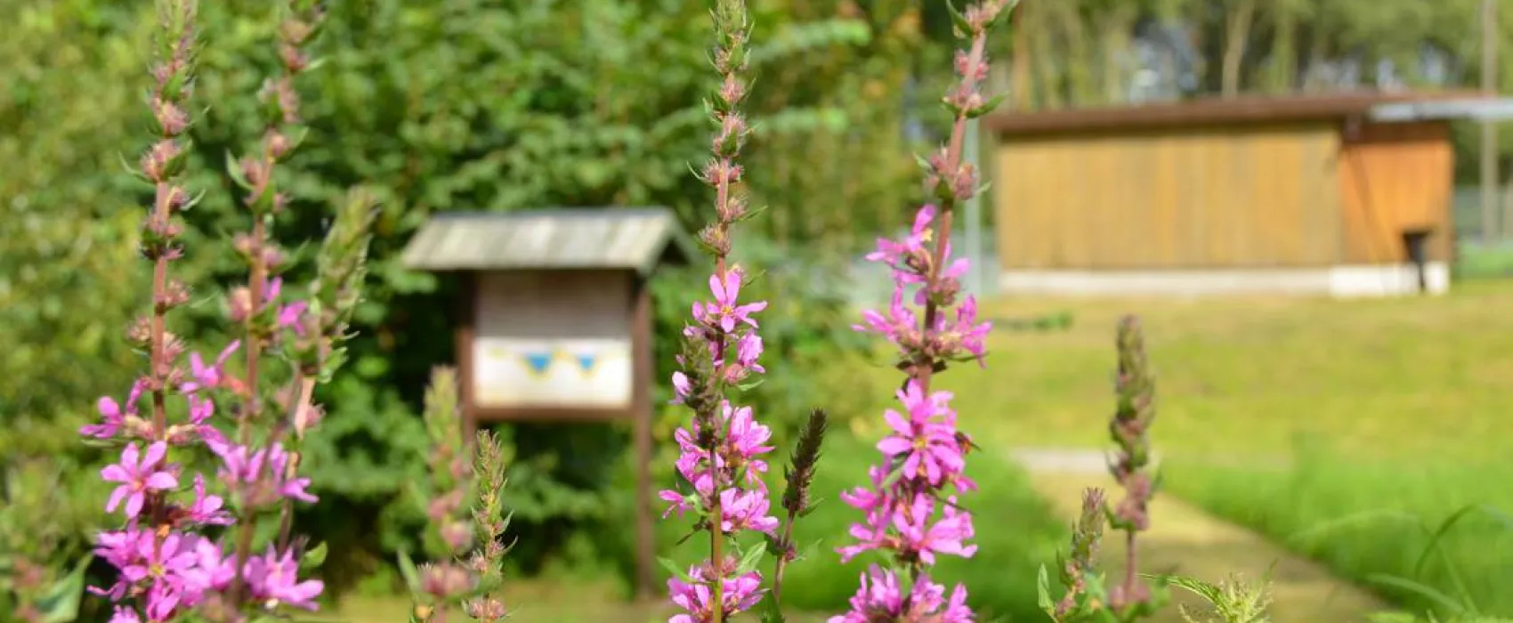 Natur- und Freizeiterlebnis Teichcamp