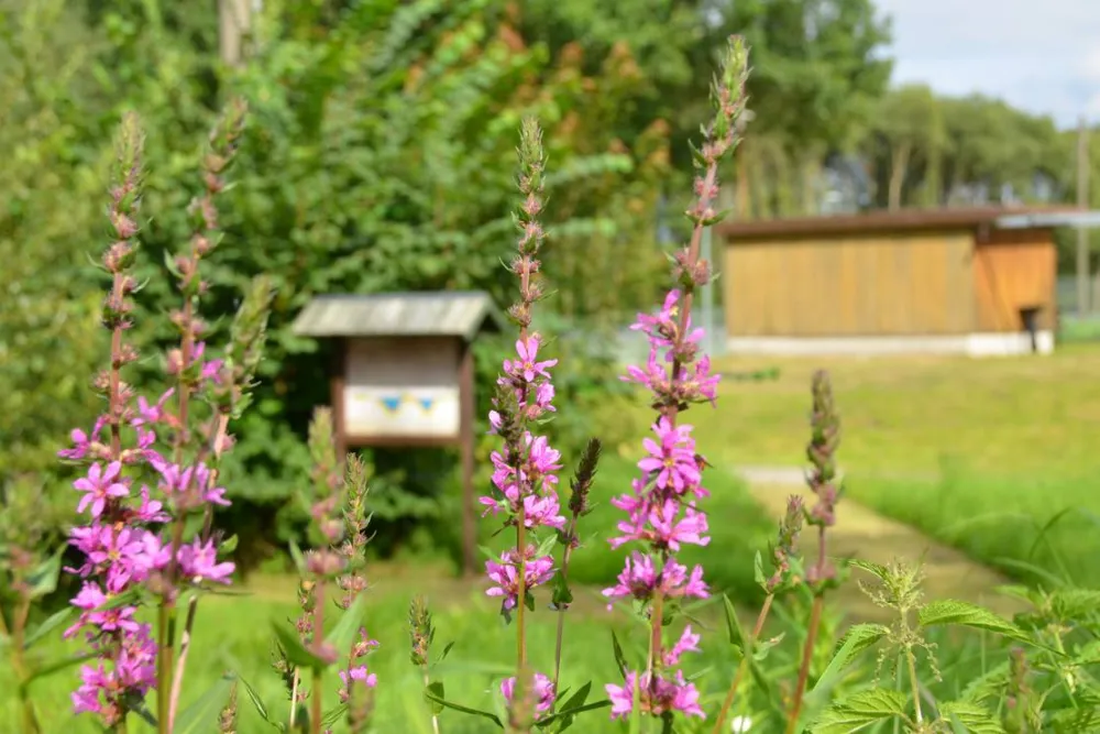Natur- und Freizeiterlebnis Teichcamp