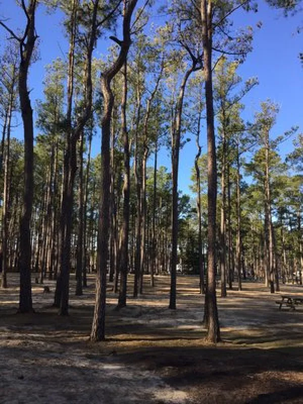 Tall Pines Harbor Waterfront Campground