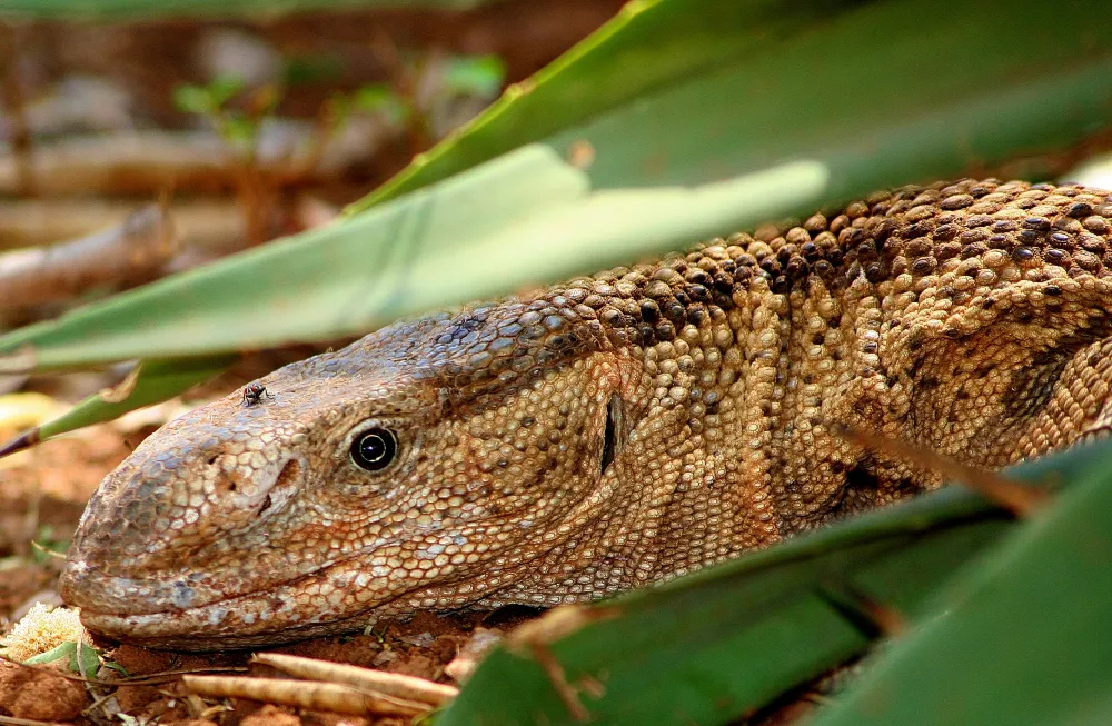 Stevensford Game Reserve