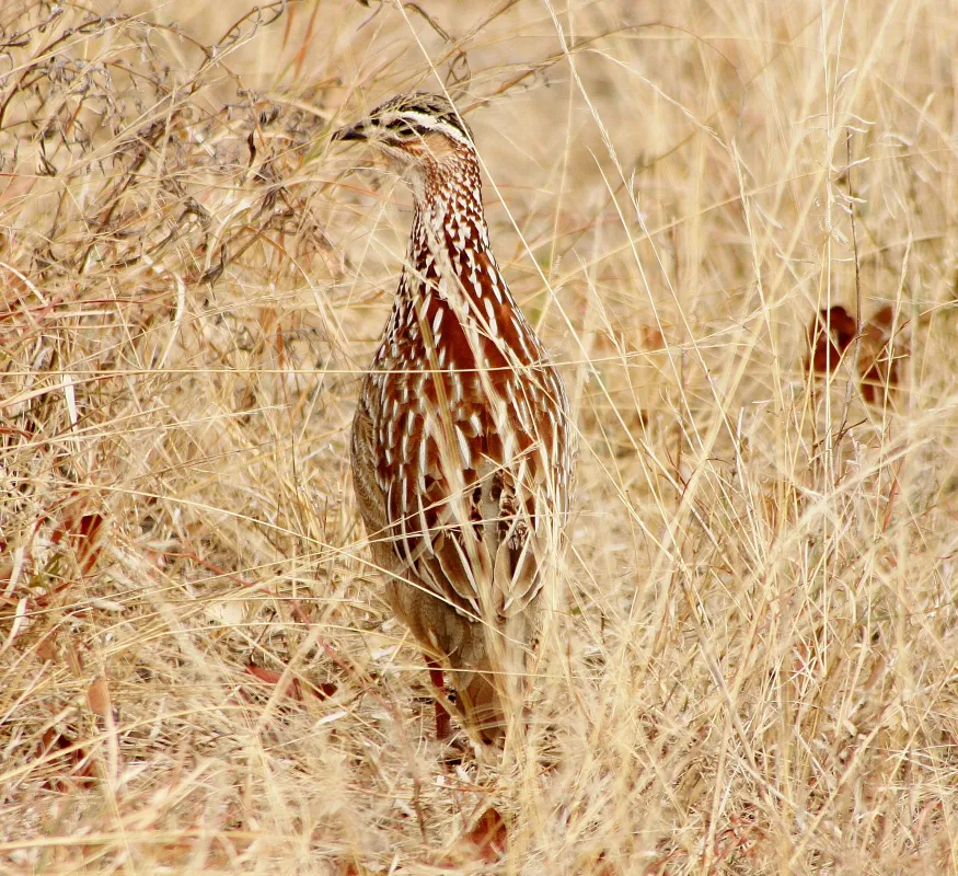 Stevensford Game Reserve