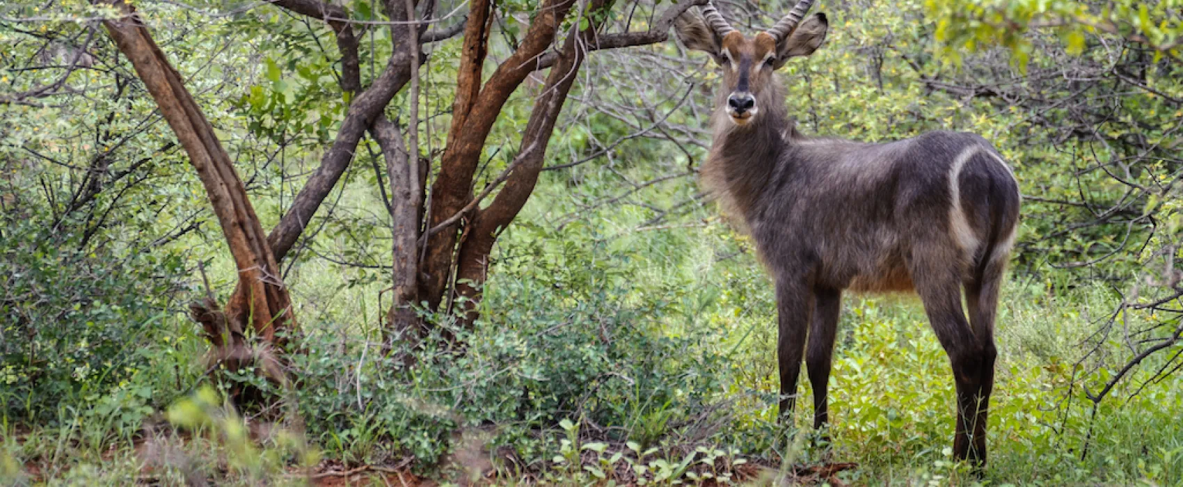 Stevensford Game Reserve