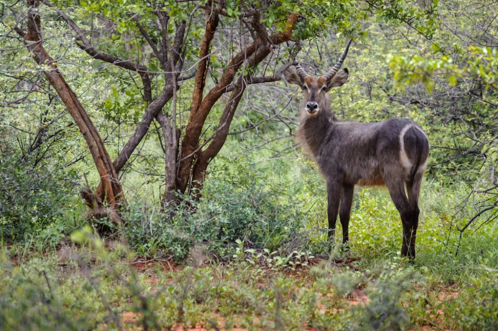 Stevensford Game Reserve