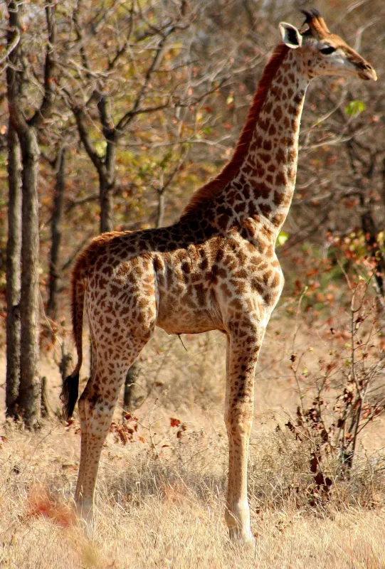 Stevensford Game Reserve