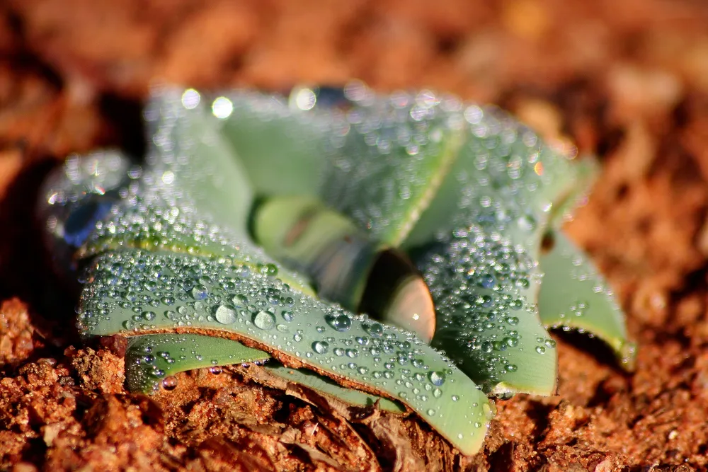 Stevensford Game Reserve